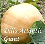 Dills Atlantic Giant - 10 Samen - Kürbissamen vom Weltrekordler !!