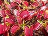 Dionaea muscipula Big Mouth - Venusfliegenfalle - 5 Samen
