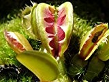 Dionaea muscipula Rabbit Teeth - Venusfliegenfalle - 3 Samen