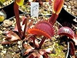 Dionaea muscipula Red Piranha - Venusfliegenfalle - 5 Samen