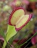 Dionaea muscipula Seiter Klon rote Linie aussen - Venusfliegenfalle - 3 Samen