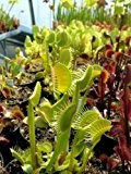 Dionaea muscipula Switzerland Giant - Venusfliegenfalle - 5 Samen