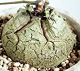 Dioscorea meridensis - Caudexpflanze - 5 Samen