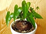 Dioscorea sylvatica - Elefantenfuß - Caudex - 5 Samen
