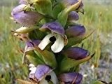 Disa cornuta - Orchidee - Orchideen - 20 Samen