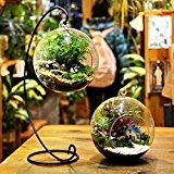 DIY Mikrolandschaft Pflanzenbau Glas HŠngen Ball mit Eisen-Rack-Home Decor