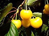 Dönissens Gelbe Knorpelkirsche, Kirschbaum Zwergkirsche Busch, Prunus avium, Obstbaum winterhart, Kirsche gelb, im Topf, 120 - 150 cm