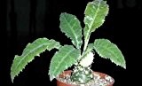 Dorstenia crispa - Caudexpflanze - 3 Samen