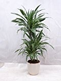 Dracaena de. "White Stripe" 3er Tuff 120 cm / Drachenbaum / Zimmerpflanze