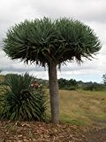 DRACAENA draco, Kanarischer Drachenbaum, super Zimmerpflanze, 8 frische Samen