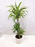 Dracaena fragrans "Lemon Lime" 3er Tuff 130 cm / Drachenbaum - Zimmerpflanze