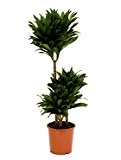 Drachenbaum, Dracaena compacta, ca. 105 cm, große Zimmerpflanze, 21 cm Topf