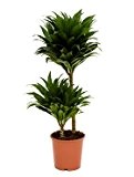 Drachenbaum, Dracaena compacta, ca. 80 cm, beliebte Zimmerpflanze, 19 cm Topf