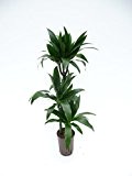 Drachenbaum, Dracaena deremensis Janet Craig, Zimmerpflanze in Hydrokultur, 18/19er Kulturtopf, 80 - 100 cm