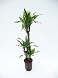 Drachenbaum, Dracaena deremensis Lemon Lime, Zimmerpflanze in Hydrokultur, 18/19er Kulturtopf, 80 - 100 cm