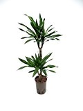Drachenbaum, Dracaena deremensis Riki, Zimmerpflanze in Hydrokultur, 15/19er Kulturtopf, 75 - 85 cm