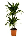 Drachenbaum, Dracaena janet craig, ca. 100 cm, pflegeleichte Zimmerpflanze, 19 cm Topf