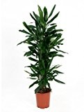 Drachenbaum, Dracaena janet lind, ca. 120 cm, große Zimmerpflanze, 24 cm Topf