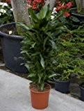 Drachenbaum, Dracaena janet lind, ca. 120 cm, große Zimmerpflanze, 27 cm Topf