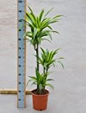 Drachenbaum, Dracaena lemon lime, ca. 115 cm, große Zimmerpflanze, 21 cm Topf