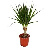 Drachenbaum - Dracaena marginata - 1 Pflanze - pflegeleichte Zimmerpflanze - Palme