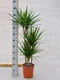 Drachenbaum, Dracaena marginata, ca. 115 cm, große Zimmerpflanze, 21 cm Topf