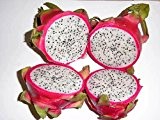 Drachenfrucht - Dragon Fruit - Pitaya - Pitahaya - Hylocereus undatus - 50 Samen