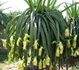 Drachenfrucht Pitaya Hylocereus megalanthus Pflanze 10cm Kaktus essbare Früchte