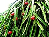 Drachenfrucht Pitaya Hylocereus monacanthus Pflanze 10cm Kaktus essbare Früchte