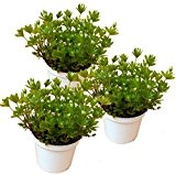 drei Pflanzen Waldmeister (Asperula odorata (Galium odoratum)
