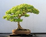 Dreispitz Ahorn ' kleine Blätter' 10 Samen Acer Burgeranum,perfekt für Bonsai (Trident)