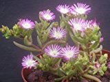 Drosanthemum crassum - Mittagsblume - 15 Samen
