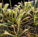 Drosera nidiformis - Sonnentau - 10 Samen