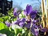 Duft Veilchen 'Königin Charlotte' - Viola odorata 'Königin Charlotte' - Pflanze von Native Plants