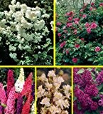 Dufthecke, gesamt 10 Pflanzen, je 2*: Heckenrose,Jasmin, Flieder, Geißblatt, Sommerflieder rot
