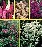 Dufthecke, gesamt 5 Pflanzen, je 1*: Heckenrose,Jasmin, Flieder, Geißblatt, Sommerflieder rot
