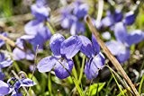 Duftveilchen Viola odorata 200 Samen