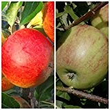 Duo Apfel Cox Orange und Geheimrat Oldenburg, 2 Herbstsorten auf einem Baum, Unterlage M26