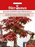 Dürr-Samen Bonsai Rotblättriger Fächerahorn (Acer palmatum atropurpureum)