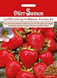 Dürr-Samen Großfrüchtige Erdbeeren Florian F1