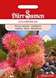 Dürr-Samen Wunderbaum, rosa