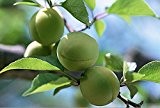 Dwarf Bonanza Pfirsiche, Pfirsichbaum - Pfirsich Samen - Frucht Bonsai Samen - 10 Stück