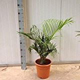 Dypsis decaryi 80 cm Dreieckspalme Zimmerpflanze Palme Blumenversand