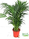 Dypsis lutescens - Areca Palme - Zimmerpflanze 21 cm Topf Gesamthöhe ca. 90-100 cm