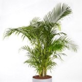 Dypsis lutescens (Chrysalidocarpus) Palme - 10 samen