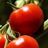 Early Girl VFF Hybrid - große, rote Tomate - 10 Samen