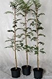 Eberesche, Vogelbeere, Sorbus aucuparia Heister mit ca. 125-150 cm, 5 Liter Topf