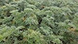 Eberraute, Artemisia abrotanum var. maritima 'Coca-Cola' im 9cm Topf