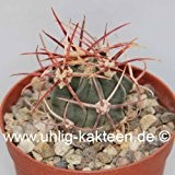 Echinocactus parryi 4 cm