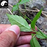 Echt Chinese Gynostemma Samen Pentaphyllum Sementes Hof Bonsai Jiaogulan im Freien Garten-Medizin Herb Pflanze